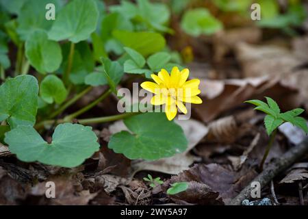 Gelber Kleincelandine (Ficaria verna) im Frühlingswald. Stockfoto