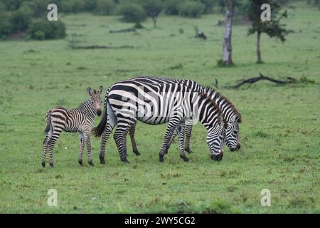 Gewöhnliches oder flaches Zebra (Equus quagga), Mutter und Fohlen mit Begleitung Stockfoto