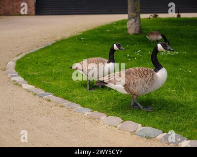 Eine Familie von Kanadiengänsen, die Gras in Frankfurt am Main weidet, am Ufer des Frankfurter Flusses, im Frühling Stockfoto