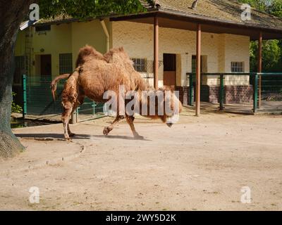 Das baktrische Kamel, Camelus bactrianus, große, gleichzehige Huftiere, die in den Steppen Zentralasiens beheimatet sind. Spaziergang durch den Zoologischen Garten Frankfurt, f Stockfoto