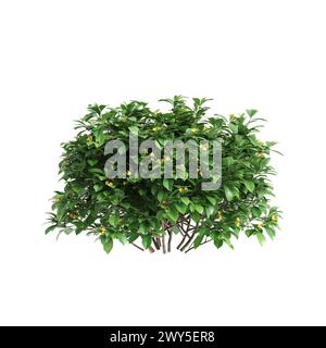 3D-Illustration des Busches Hymenosporum flavum isoliert auf weißem Hintergrund Stockfoto