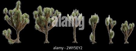 3D-Illustration von Set Yucca brevifolia Baum isoliert auf schwarzem Hintergrund Stockfoto