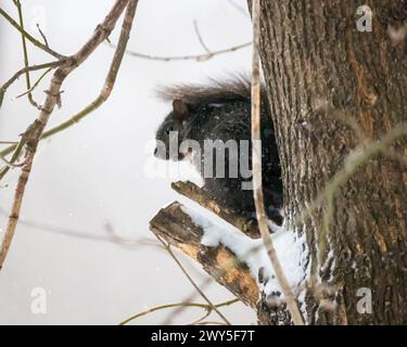 Niedliches schwarzes Eichhörnchen, das an einem schneebedeckten Frühlingstag auf dem gebrochenen Zweig eines Baumes in einem Hinterhof in Taylors Falls, Minnesota, USA, sitzt. Stockfoto