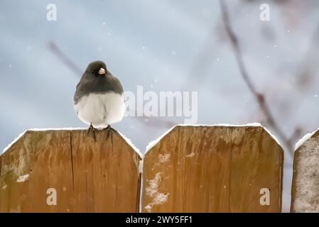 Niedlicher kleiner, dunkeläugiger Junco auf einem braunen Holzzaun an einem schneebedeckten Frühlingstag in einem Hinterhof in Taylors Falls, Minnesota, USA. Stockfoto