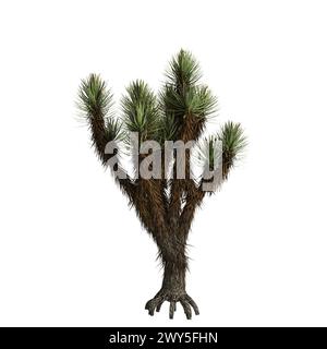 3D-Illustration von Yucca brevifolia Baum isoliert auf weißem Hintergrund Stockfoto