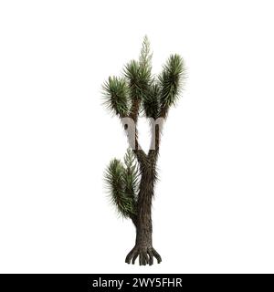 3D-Illustration von Yucca brevifolia Baum isoliert auf weißem Hintergrund Stockfoto