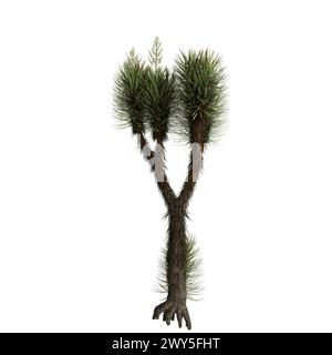 3D-Illustration von Yucca brevifolia Baum isoliert auf weißem Hintergrund Stockfoto