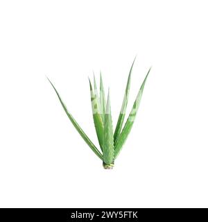 3D-Illustration des Aloe barbadensis Busches isoliert auf weißem Hintergrund Stockfoto