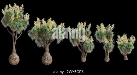 3D-Illustration des Sets Beaucarnea recurvata Baum isoliert auf schwarzem Hintergrund Stockfoto