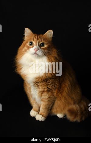 Porträt einer sitzenden flauschigen Ingwerkatze auf schwarzem Hintergrund Stockfoto