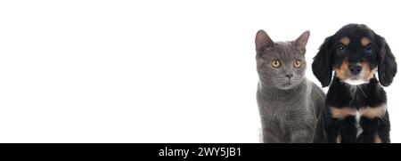 Entzückende graue britische Kurzhaarkatze und süße englische Cocker Spaniel Welpe auf weißem Hintergrund. Bannerdesign mit Platz für Text Stockfoto
