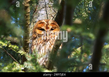 Eine süße, gelbbraune Eule versteckt sich auf dem Baumdach (Strix aluco) Stockfoto