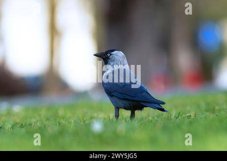 westliche Jackdaw auf der Nahrungssuche auf grünem Rasen (Corvus monedula) Stockfoto