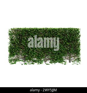 3D-Illustration der Baumlinie Buxus sempervirens isoliert auf weißem Hintergrund Stockfoto