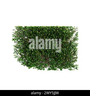 3D-Illustration der Baumlinie Buxus sempervirens isoliert auf weißem Hintergrund Stockfoto