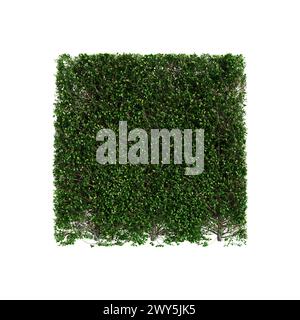 3D-Illustration der Baumlinie Buxus sempervirens isoliert auf weißem Hintergrund Stockfoto