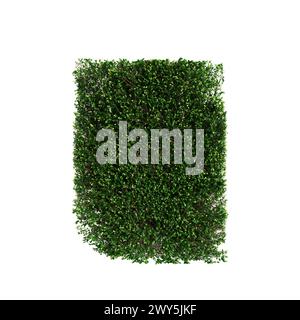 3D-Illustration der Baumlinie Buxus sempervirens isoliert auf weißem Hintergrund Stockfoto