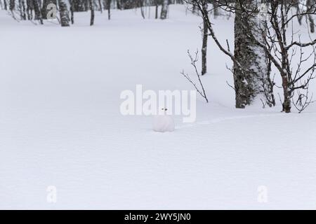 Felsenptarmigan, Lagopus muta, im Wintergefieder, Tromso, Norwegen. Stockfoto