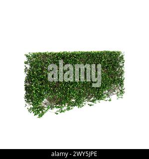 3D-Illustration der Baumlinie Buxus sempervirens isoliert auf schwarzem Hintergrund, Perspektive Stockfoto