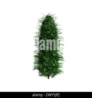 3D-Illustration des Busches Taxus baccata isoliert auf weißem Hintergrund Stockfoto