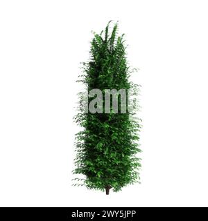 3D-Illustration des Busches Taxus baccata isoliert auf weißem Hintergrund Stockfoto