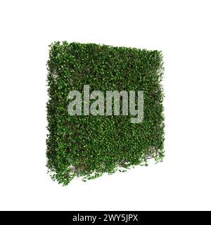 3D-Illustration der Baumlinie Buxus sempervirens isoliert auf schwarzem Hintergrund, Perspektive Stockfoto