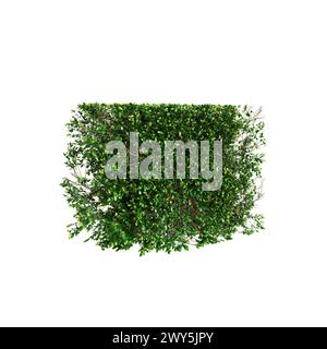 3D-Illustration der Baumlinie Buxus sempervirens isoliert auf schwarzem Hintergrund, Perspektive Stockfoto