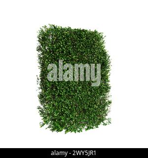 3D-Illustration der Baumlinie Buxus sempervirens isoliert auf schwarzem Hintergrund, Perspektive Stockfoto