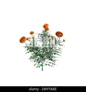 3D-Illustration des Busches Tagetes erecta isoliert auf weißem Hintergrund Stockfoto