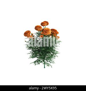 3D-Illustration des Busches Tagetes erecta isoliert auf weißem Hintergrund Stockfoto