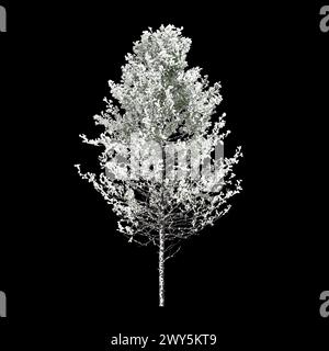 3D-Darstellung eines mit Pseudotsuga menziesii bedeckten Baumes isoliert auf schwarzem Hintergrund Stockfoto