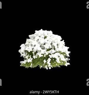 3D-Illustration von Cryptomeria japonica schneebedecktem Baum isoliert auf schwarzem Hintergrund Stockfoto