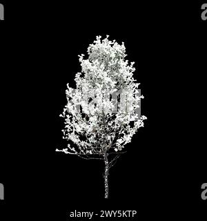 3D-Darstellung eines mit Pseudotsuga menziesii bedeckten Baumes isoliert auf schwarzem Hintergrund Stockfoto