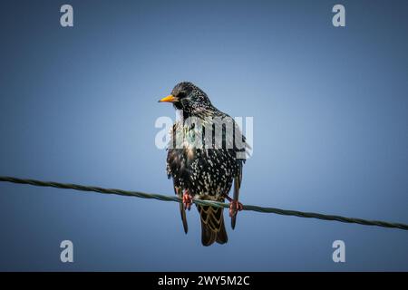 Starling sitzt auf einem Draht, Kilchoan, Ardnamurchan Stockfoto