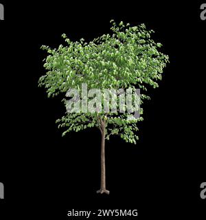 3D-Illustration des Bauhinia acuminata Baumes isoliert auf schwarzem Hintergrund Stockfoto