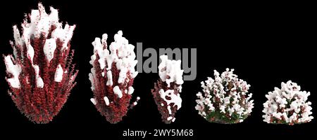 3D-Illustration von Set Berberis thunbergii Roter schneebedeckter Baum isoliert auf schwarzem Hintergrund Stockfoto