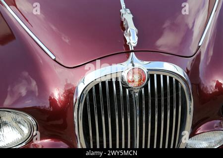 Jaguar S-Type 3,4 (1967), Motorhaubenabzeichen, Osterversammlungen (Fahrzeuge vor 1994), 30. März 2024, Brooklands Museum, Weybridge, Surrey, England, Großbritannien, Europa Stockfoto