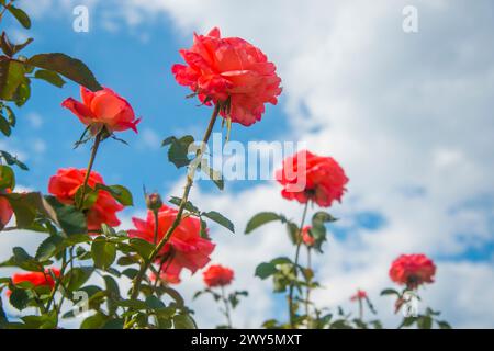 Rosa Rosen gegen den blauen Himmel. Stockfoto