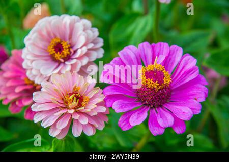 Zinnie Blumen. Stockfoto