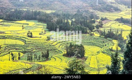 Leuchtend gelbe Blumen auf einem weiten Feld mit Bäumen und Bergen im Luosi Field, Luoping China Stockfoto