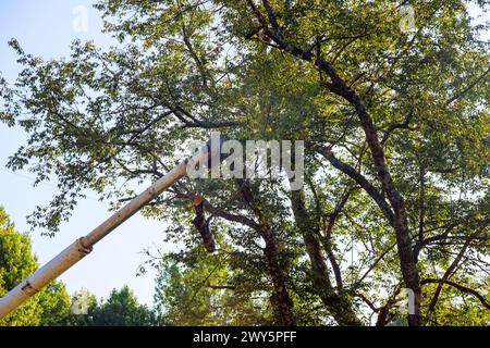 Holzfäller verwendet ein Teleskopsägeblatt, um Äste vom Baum zu schneiden. Stockfoto