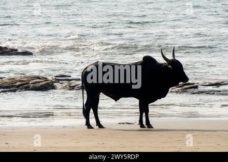 Indien, Goa, Anjuna, Ozran Beach (Little Vagator Beach), Stockfoto