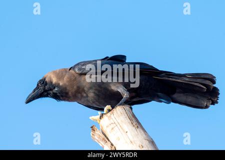 Indien, Goa, Anjuna, Ozran Beach (Little Vagator Beach), Stockfoto