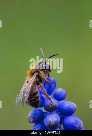 Eine männliche Andrena-Bergbaubiene auf einer Traubenhyazinth-Blume Stockfoto