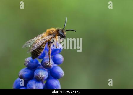 Eine männliche Andrena-Bergbaubiene auf einer Traubenhyazinth-Blume Stockfoto