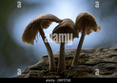 Drei Toadstools wachsen auf einem alten Holzstamm in Derbyshire. Stockfoto