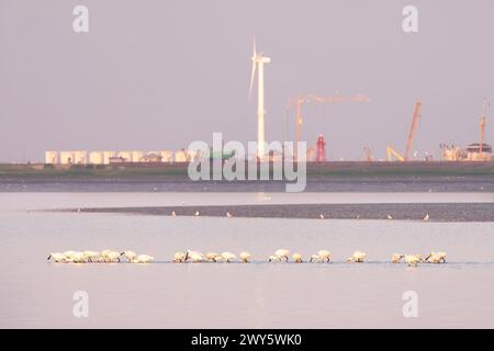 Weiße Löffelvögel, die bei Ebbe im Wattenmeer bei den Oever, Niederlande, in flachen Gewässern auf der Suche sind Stockfoto