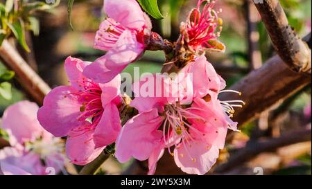 Eine Nahaufnahme von rosa Blumen auf einem Ast mit üppig grünen Blättern in Yuepuao, Kunming, China Stockfoto