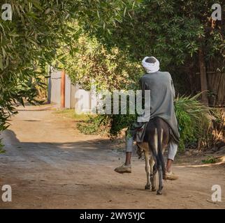 Ostufer des Nils, Luxor, Ägypten – 30. Dezember 2023: Ägyptischer Bauer nimmt sein frisch geschnittenes Heu auf der Straße auf seinem Esel Stockfoto