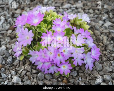 Hübsche rosa und weiße Blumen von Primula allionii, Varietät Lucy Stockfoto